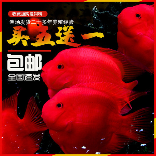 鹦鹉鱼招财鱼活体发财鱼观赏鱼
