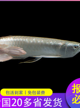 银龙鱼苗活体观赏鱼苗热带淡水中大型龙鱼鹦鹉活鱼地图精品鱼