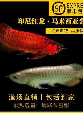 活体金龙鱼活体热带观赏鱼金龙鱼
