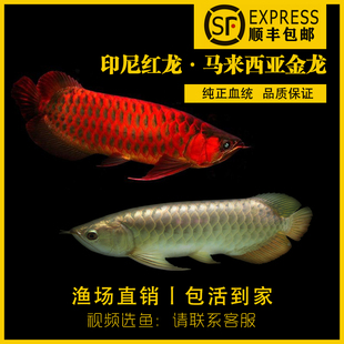 热带观赏鱼金头过背金龙鱼B级过背高背金龙星点龙活体厂家直销