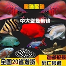 热带淡水大型观赏鱼活体地图鱼皇冠鱼鹦鹉鱼招财猫鱼银龙鱼套餐