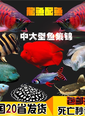 热带淡水大型观赏鱼活体地图鱼皇冠鱼鹦鹉鱼招财猫鱼银龙鱼套餐