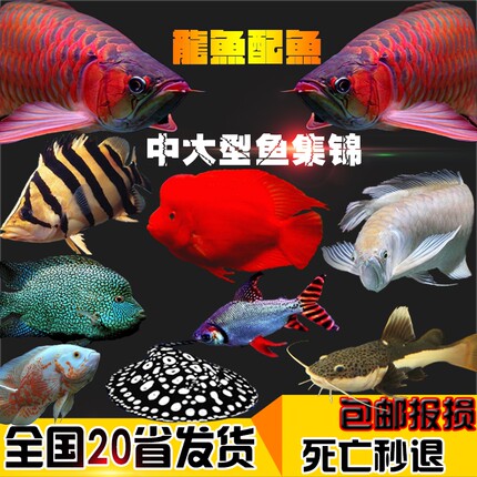 热带淡水大型观赏鱼活体地图鱼皇冠鱼鹦鹉鱼招财猫鱼银龙鱼套餐