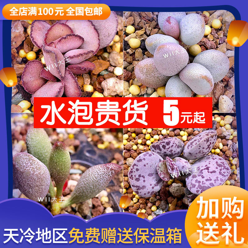 新手水泡多肉蕾丝红蛋粉蛋花蛋猪肝仙桃七彩草莓水泡捡漏多肉植物