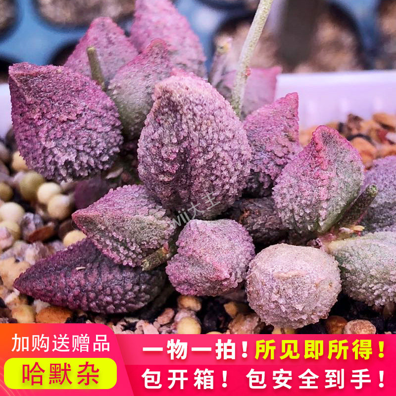 哈默杂 水泡多肉 稀有进口多肉植物叶片叶插苗一物一拍哈默杂水泡