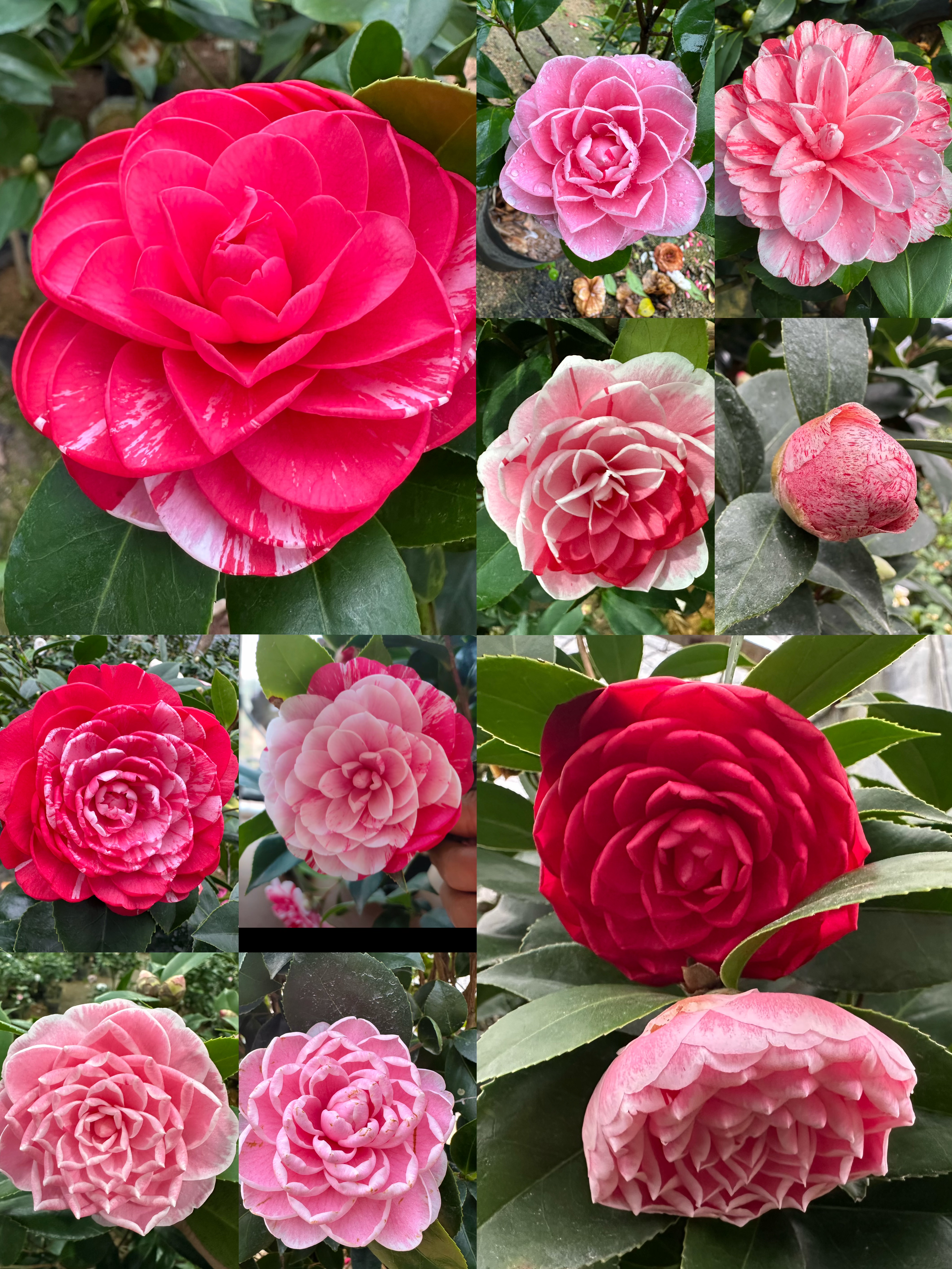 五色赤丹茶花盆栽一树多色品种花茶花