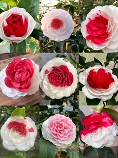 赤丹系茶花白五超五室内外好养易活品种花卉青芽血丝青芽青杆多变