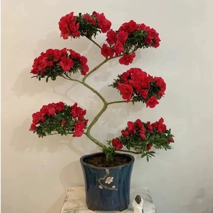 四季开花杨梅红杜鹃花游龙造型盆景绿植室内外好养易活耐寒耐热