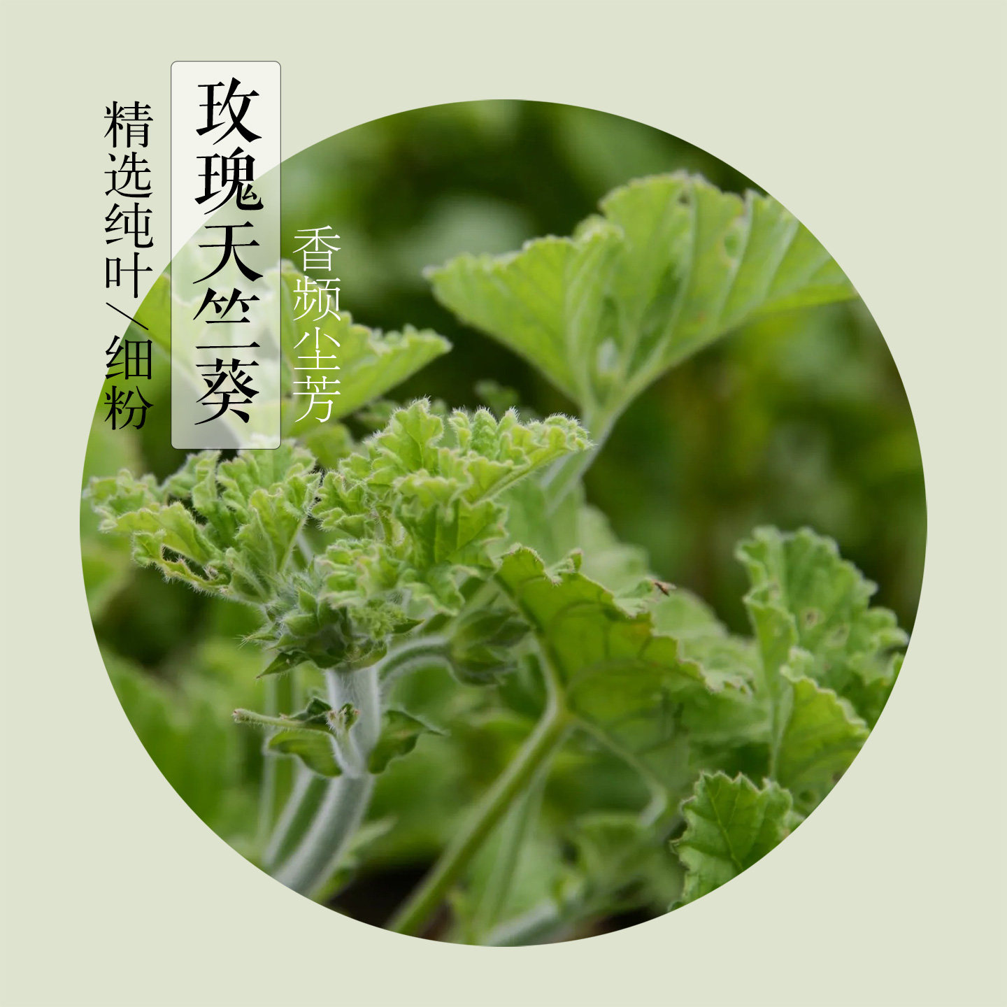 玫瑰天竺葵细粉精选纯叶