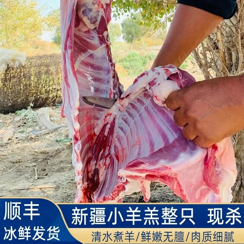 正宗新疆羊肉新鲜包邮 尉犁县小生羊肉