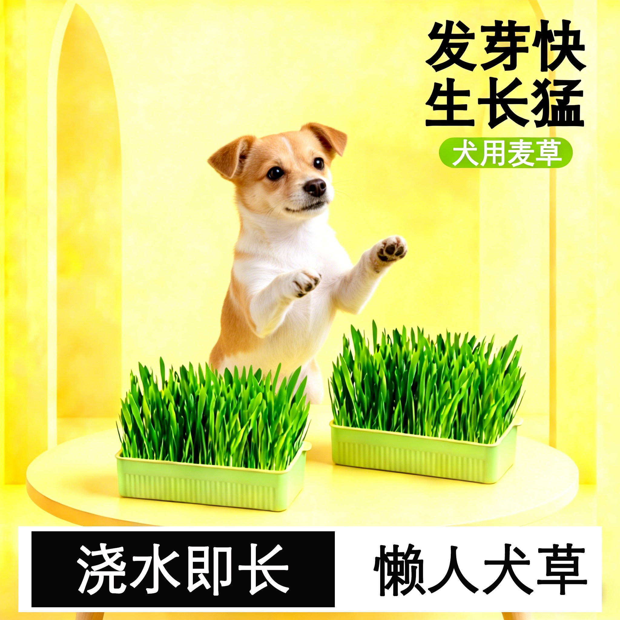 田园犬狗狗专用草狗吃的草种子爱吃的食用草清新口气小麦草化毛草