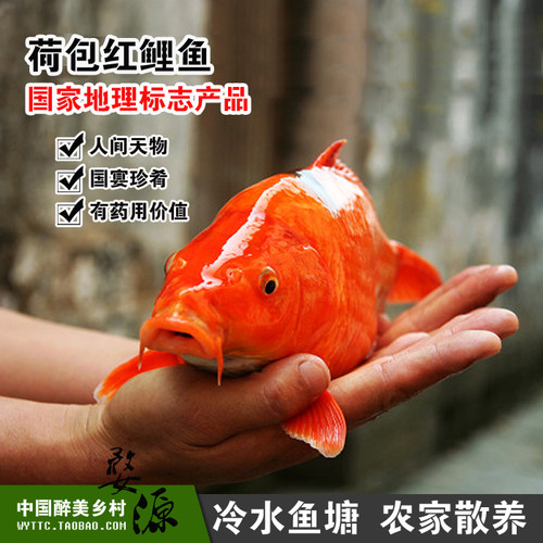 顺丰包邮江西特产婺源鲤鱼