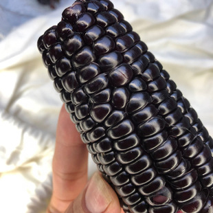 山西黑糯玉米软糯香甜真空包装食用方便粗粮早餐新鲜水果代发