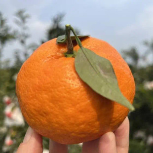 【明日见柑橘】现摘现发非爱媛非丑橘非耙耙柑8斤新鲜水果代