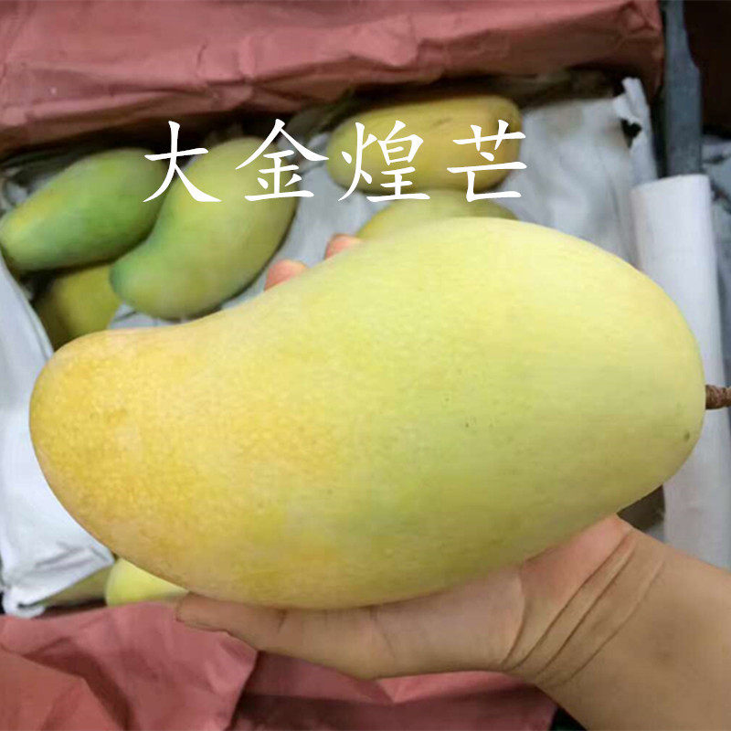 【海南大金煌芒 芒果】当季新鲜水果个大肉厚可生吃9斤一件代发