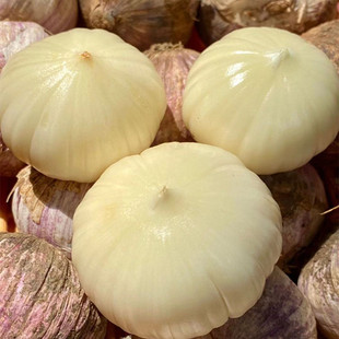 【云南大理紫皮独头蒜】大蒜香浓郁辛辣味足5斤新鲜蔬菜一件代发