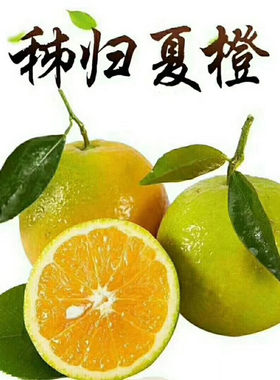 【秭归夏橙新鲜橙子】当季现摘精品甜橙香甜爆汁新鲜水果代发