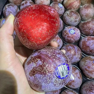 智利红肉凤凰李子   脆甜多汁果香浓郁新鲜李子新鲜水果一件代发