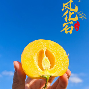 【顺丰为主 云南石林风化石人参果】树上熟现摘5斤新鲜水果代发