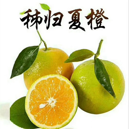【秭归夏橙新鲜橙子】当季现摘精品甜橙香甜爆汁9斤新鲜水果代发