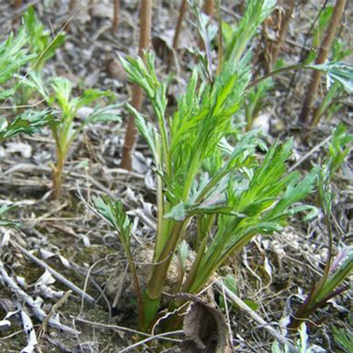 长白山新鲜山野菜柳蒿柳蒿芽250克每份四份包邮顺丰