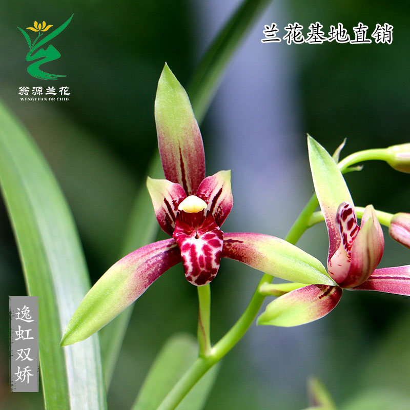 ll苗建兰铭品逸红双骄小国魂带花好养室内阳台绿植花卉盆