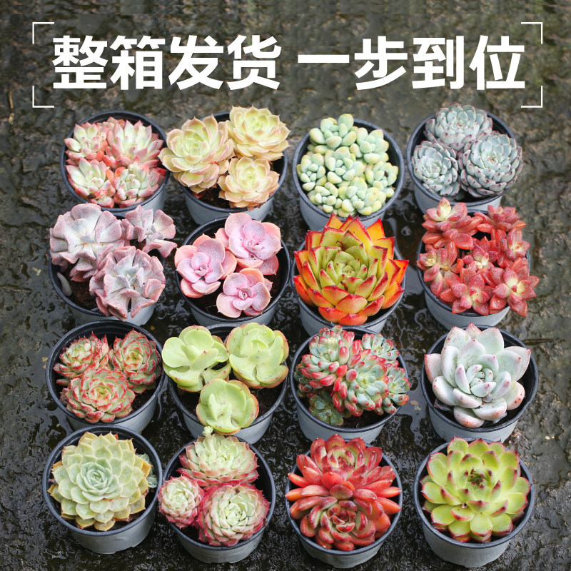 壹分皿 大盆多肉植物一整箱含盆带土盆栽大颗大型肉肉植物绿植,鲜花速递/花卉仿真/绿植园艺,绿植,淘宝优惠券,粉丝福利购,淘宝优惠卷