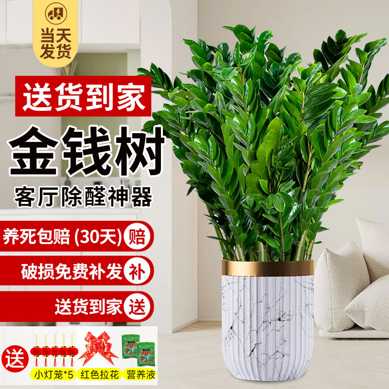 金钱树盆栽客厅大绿植办公室内旺宅大型好养绿植乔迁摇钱串子摆件