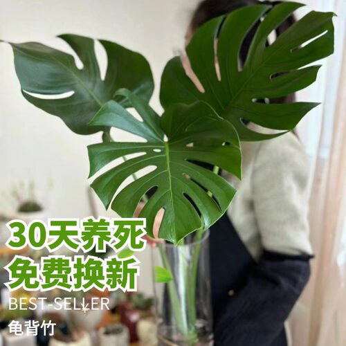 水培植物龟背竹盆栽老桩大叶室内观叶绿植好养活净化空气耐阴常青