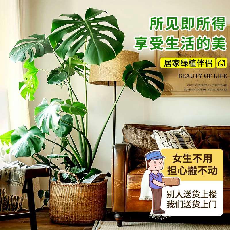 龟背竹客厅大盆栽室内大型绿植大叶老桩四季常青植物好养落地大号