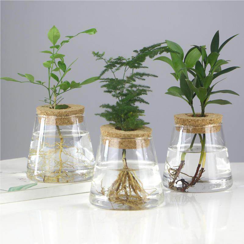 创意玻水培植容物璃花瓶透明简约水养绿萝器装饰客花厅桌OWH面插