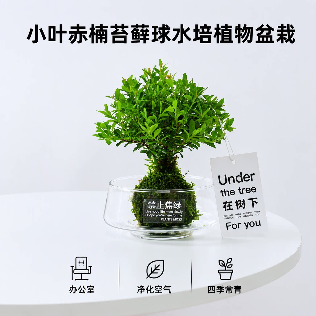 小叶赤楠苔藓球水培植物盆栽室内桌面办公室净化空气四季常青