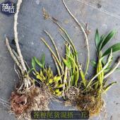 各种石斛尾货随机一斤种植尾货苗晶帽鼓槌球花长苏天宫黑毛等随机