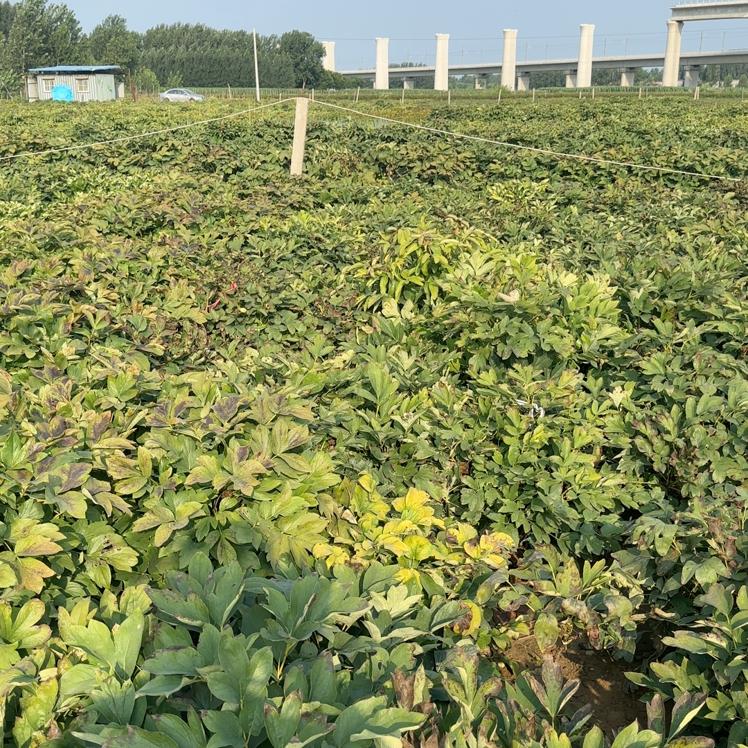 珊瑚台老桩十一个枝五年地