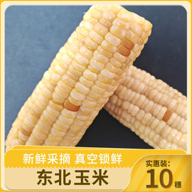 23年头茬东北鲜食糯玉米，真空装新鲜玉米，甜糯苞米粗粮10根
