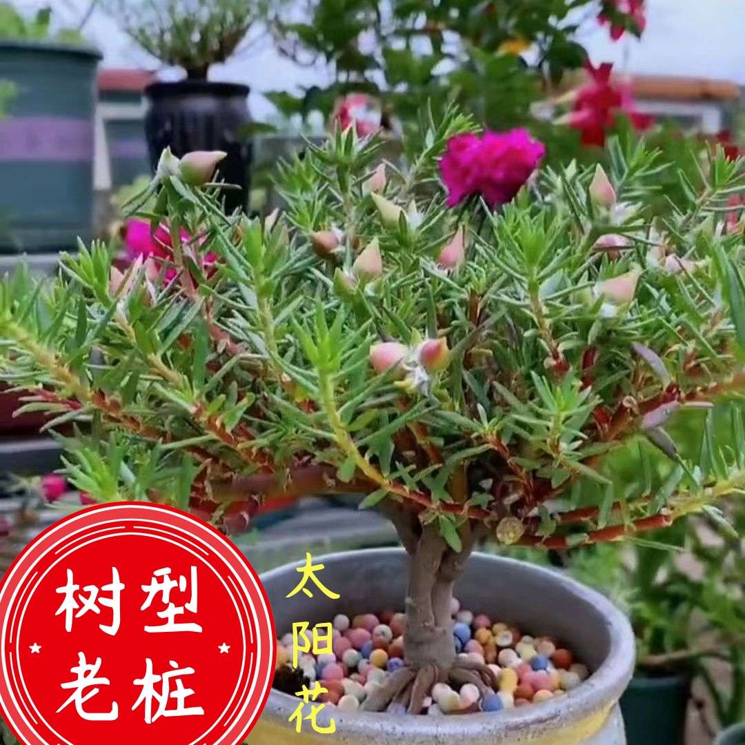 树桩太阳花老桩重瓣三年老苗老桩玫红王超级玫红太阳花桃子苞大花