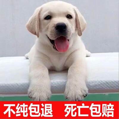 拉布拉多犬纯种导盲犬