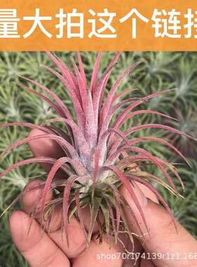 空气凤梨鲁普拉精灵室内盆栽花卉桌面植物办公室绿植