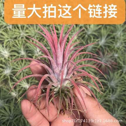 空气凤梨鲁普拉精灵室内盆栽花卉桌面植物办公室绿植