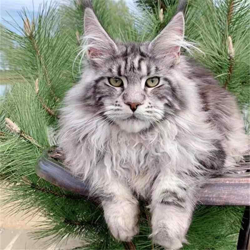 巨型缅因猫宠物猫活体纯种银虎斑猫大型棕虎斑幼崽长毛赛级缅因猫