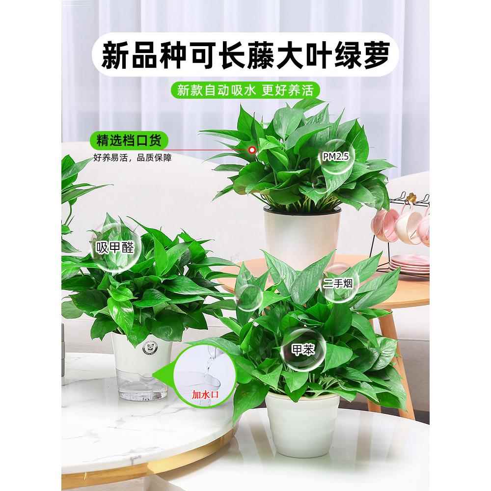 绿箩吸除甲醛绿萝大盆栽室内植物净化空气绿植客厅绿箩好养活