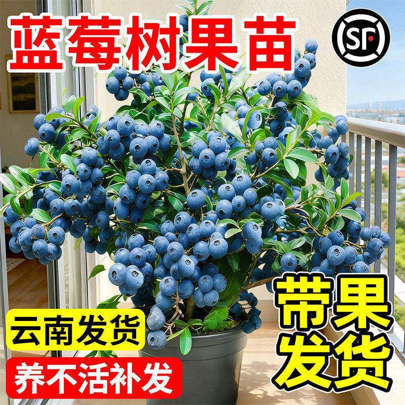 蓝莓树果苗盆栽特大号南北方阳台四季种植蓝梅苗地栽耐寒带果发货