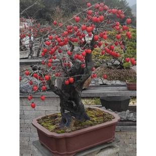 老鸦柿盆景素材生桩熟桩不包活