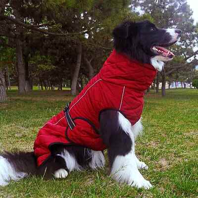 狗狗衣服秋冬季中大型灵缇马犬惠比特细犬加绒保暖厚棉衣两脚马甲