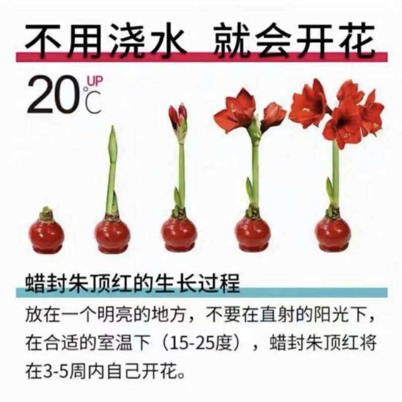 Срок подписки цветов 石蜡朱顶红 封蜡球懒人花卉植物耶诞节新年春节情人节礼