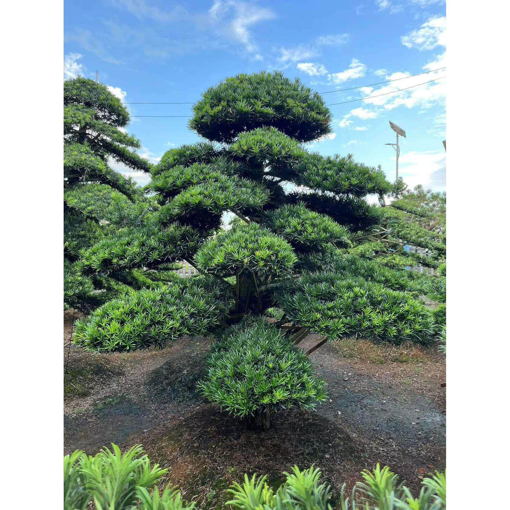 罗汉松造型盆景地景别墅庭院花园造型美观造景树