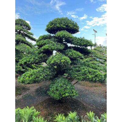 罗汉松造型盆景地景别墅庭院花园造型美观造景树