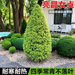 亮晶女贞塔形亮晶女贞锥形庭院阳台花境中层植物四季常青耐热耐寒