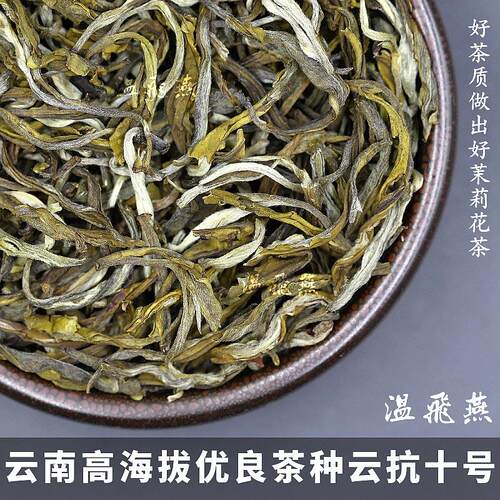 茉莉龙毫云南大白毫茉莉花茶 2025年新茶厂家直销500克温飞燕茶厂