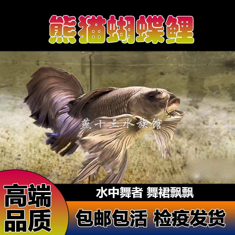 球体短狮子头石膏锦鲤蝴蝶淡水鱼苗鲤观赏鱼冷水白纯种台湾耐寒身